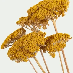 Botte d'achilée séchée H55cm - jaune