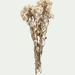 Botte d'anaphalis séchée H55cm - blanc