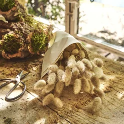 Botte de lagure ovale séchée 50cm - beige