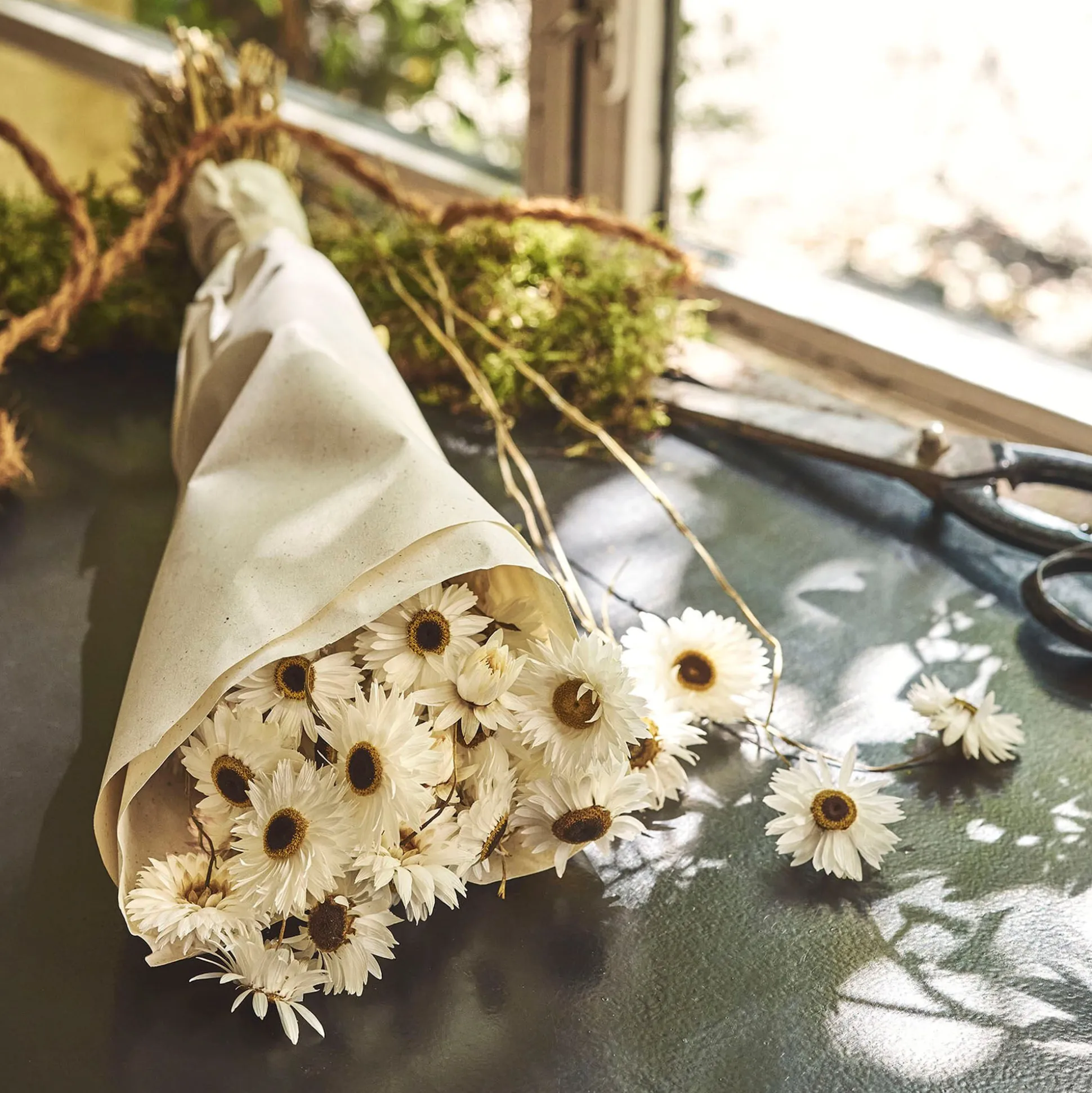 Botte de rhodantes séchées 50cm - blanc