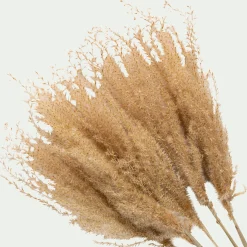 Botte de roseau séchée H55cm - beige