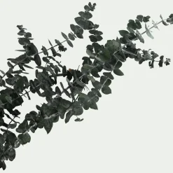 Botte d'eucalyptus préservée 55cm - vert