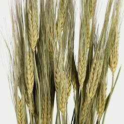 Botte d'orge sechée 55cm - naturel