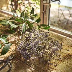 Bottes de saladelles sinuées séchées 55cm - violet