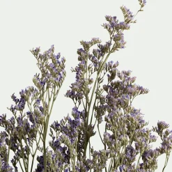 Bottes de saladelles sinuées séchées 55cm - violet