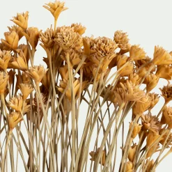 Bottes d'immortelle h55cm - naturel