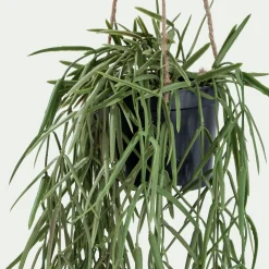 Hoya artificiel H80cm - vert