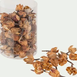 Pot-pourri de physalis D10xH16cm - naturel