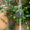 Succulente suspendue artificielle - vert H73cm